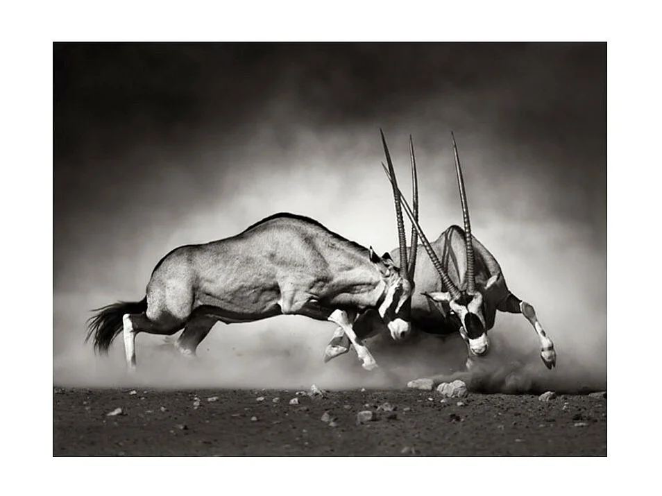 Papier Peint "Gazelles en Lutte, Dunes de la Namibie" 193 x 250 cm