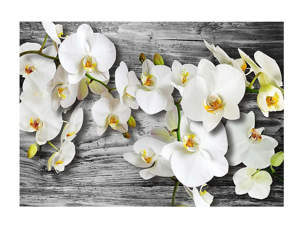 Papier Peint "Callous Orchids III" 140 x 200 cm