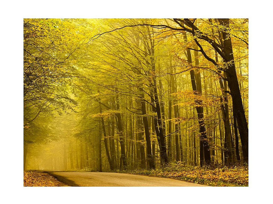 Papier Peint "Route dans la Forêt D'automne" 193 x 250 cm