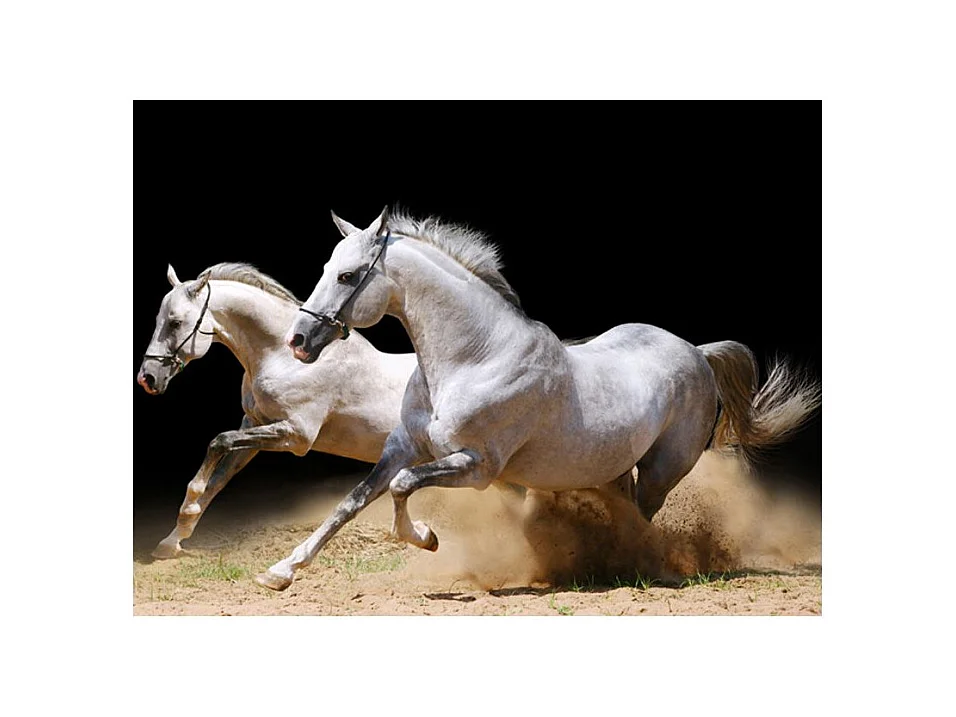 Papier Peint "Chevaux au Galop sur du Sable" 193 x 250 cm