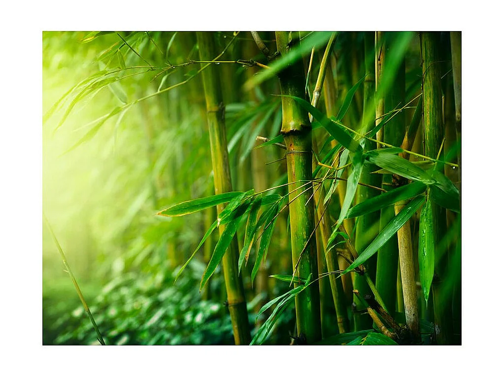Papier Peint "Jungle Bambou" 193 x 250 cm