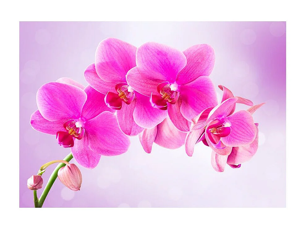 Papier Peint "Thoughtfulness" 175 x 250 cm