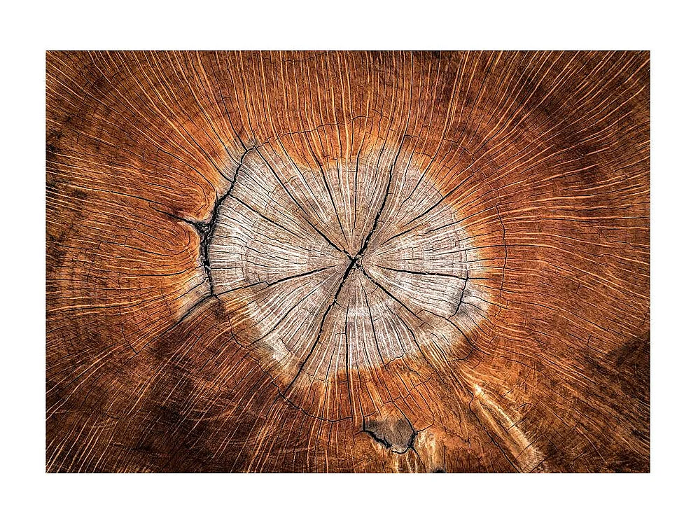 Papier Peint "The Soul of a Tree" 245 x 350 cm