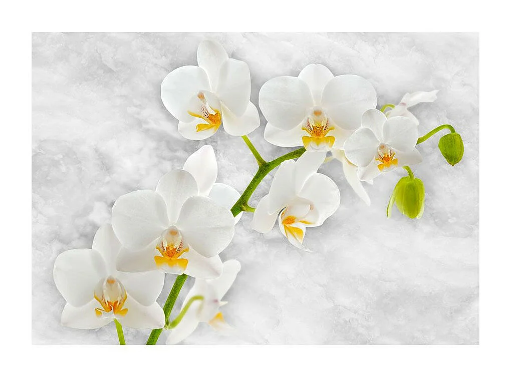 Papier Peint "Lyrical Orchid White" 70 x 100 cm