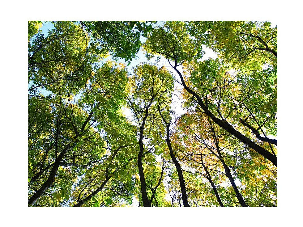 Papier Peint "Looking Up at the Trees" 193 x 250 cm