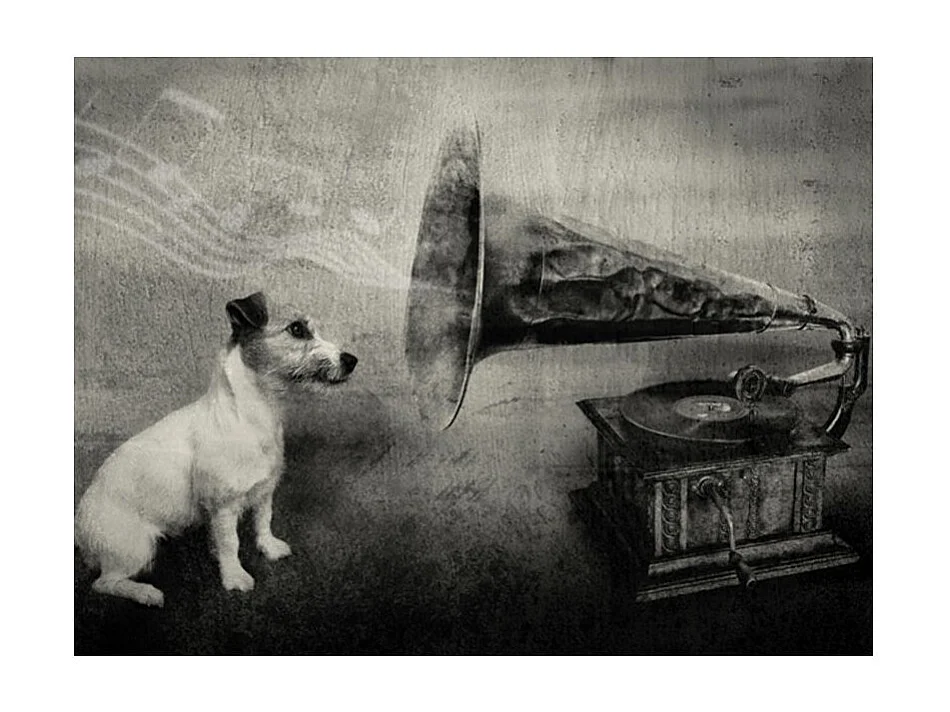 Papier Peint "Dog's Melodies" 270 x 350 cm