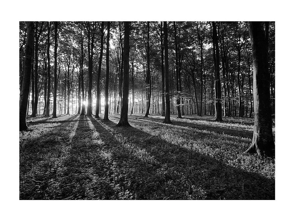 Papier Peint "The Light in the Forest" 175 x 250 cm