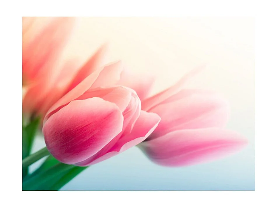 Papier Peint "Printemps & Tulipes" 231 x 300 cm