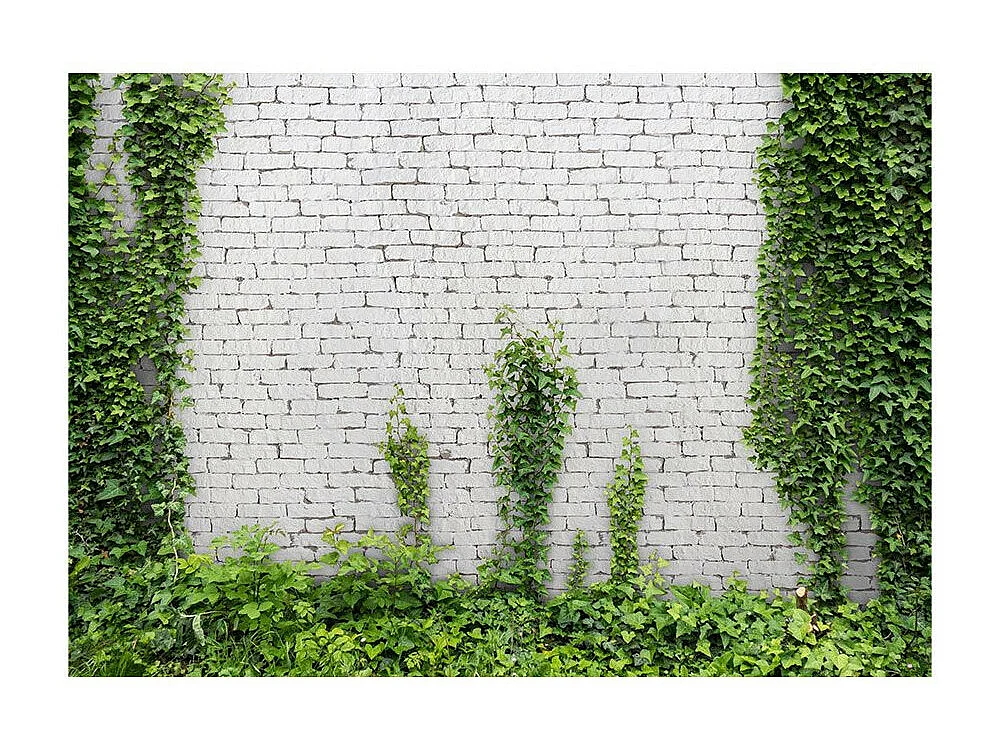 Papier Peint "Lierre Grimpant" 140 x 200 cm