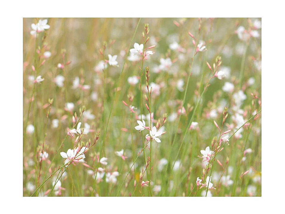 Papier Peint "Petites Fleurs Blanches" 270 x 350 cm