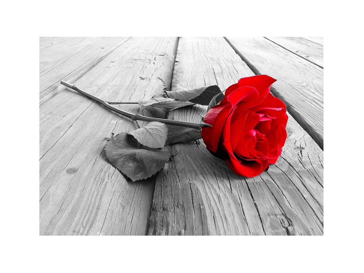 Papier Peint "Abandoned Rose" 210 x 300 cm