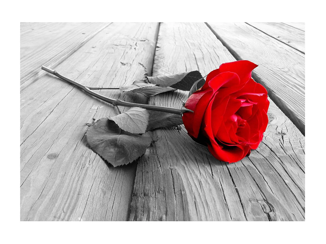 Papier Peint "Abandoned Rose" 210 x 300 cm