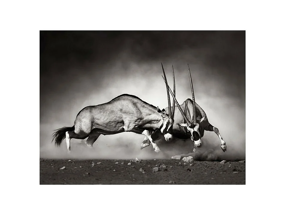 Papier Peint "Gazelles en Lutte, Dunes de la Namibie" 270 x 350 cm