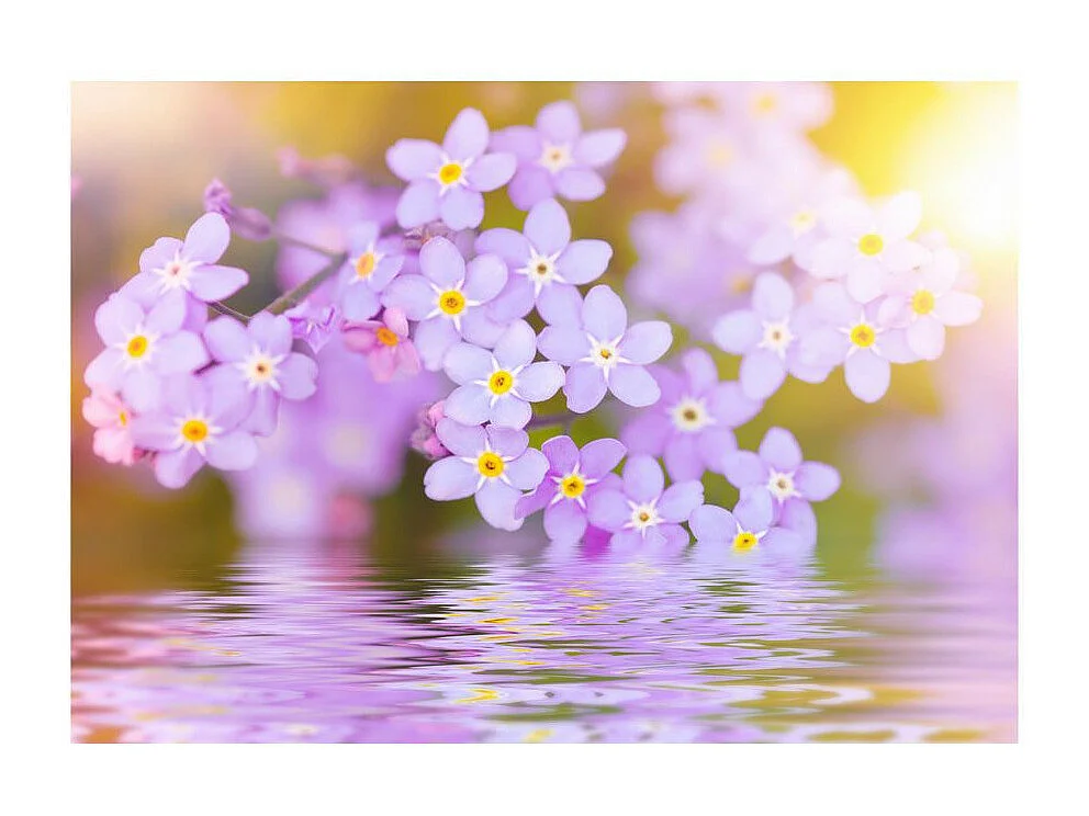 Papier Peint "Violet Petals in Bloom" 210 x 300 cm