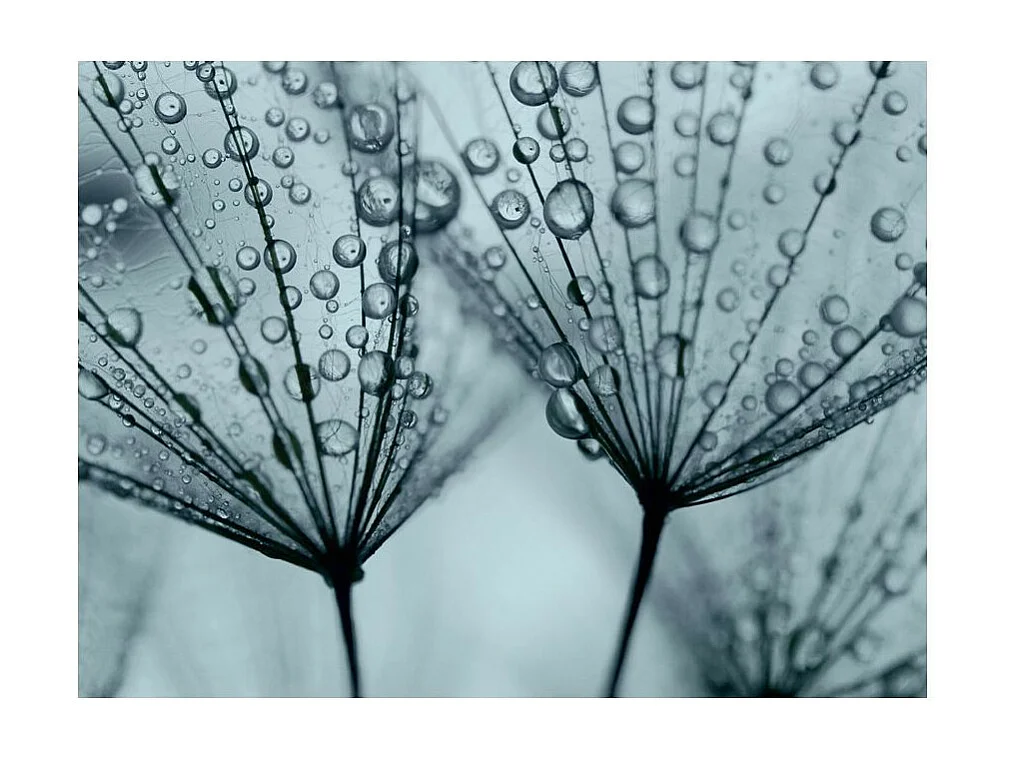 Papier Peint "Pissenlit Bleu Turquoise" 270 x 350 cm