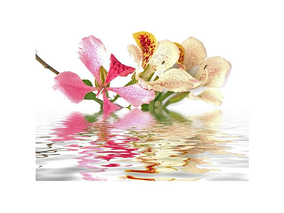 Papier Peint "Fleurs Tropicales Arbre Aux Orchidées Bauhinia" 231 x 300 cm