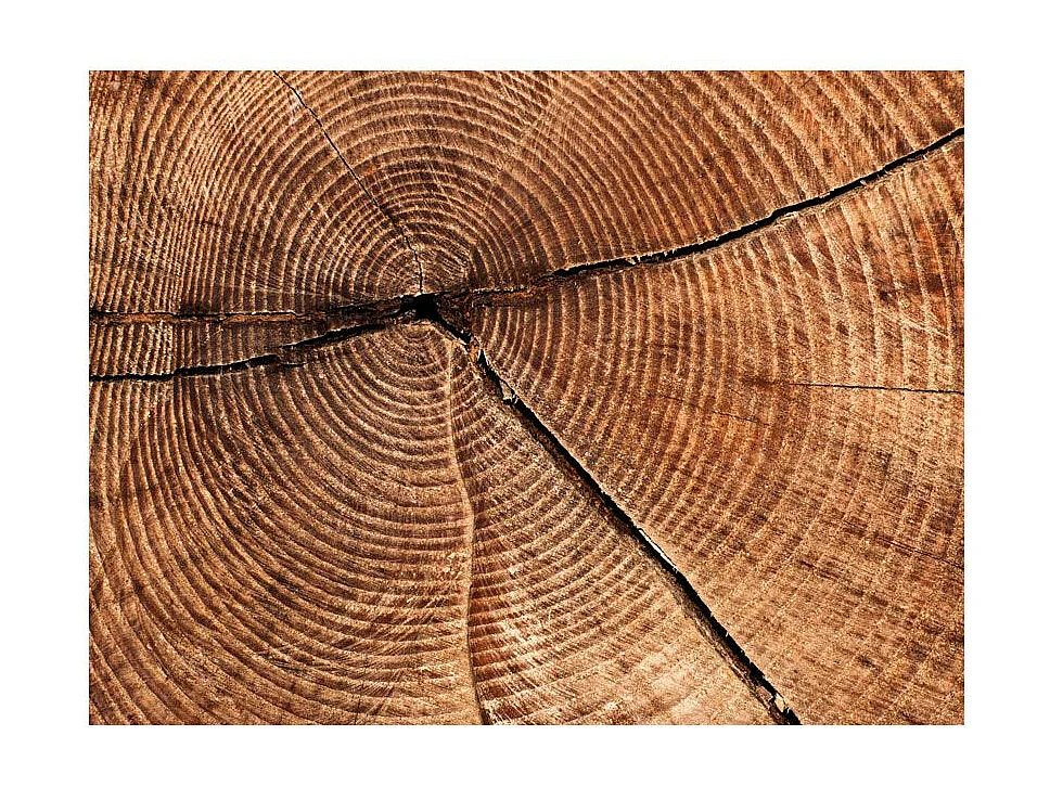 Papier Peint "Coupe D'un Tronc D'arbre" 270 x 350 cm