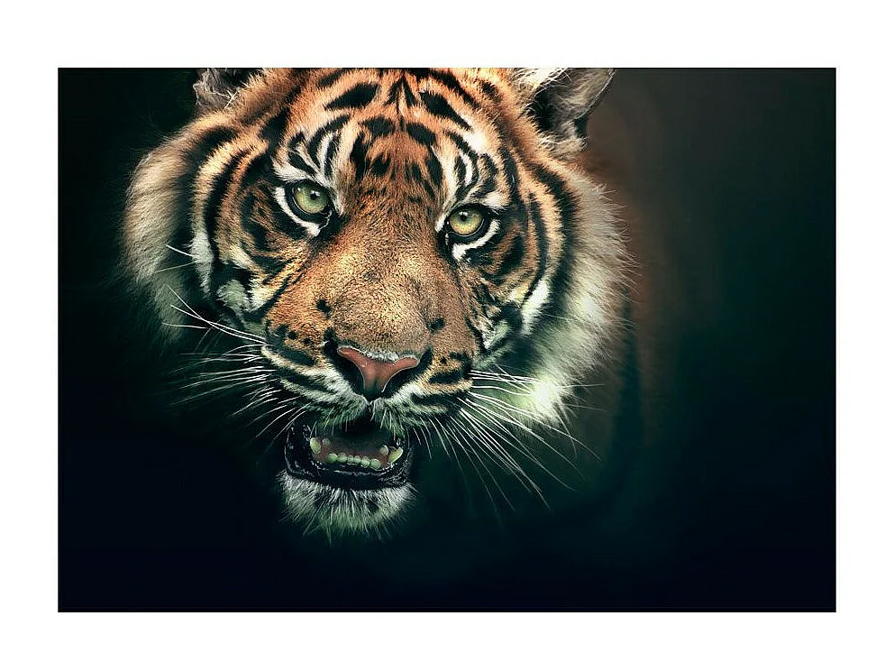 Papier Peint "Tigre du Bengale" 270 x 350 cm