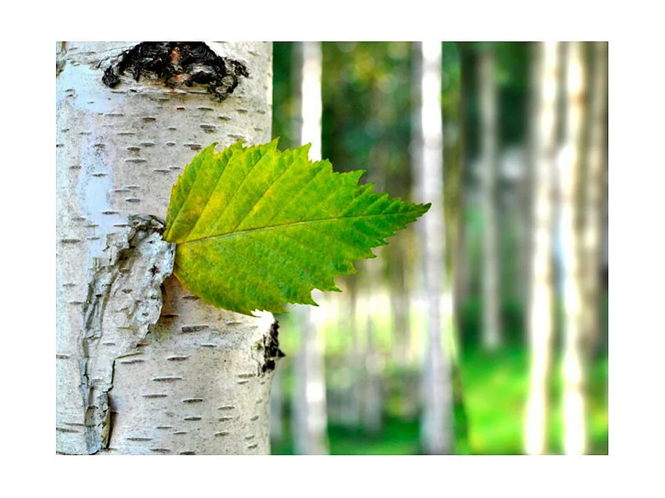 Papier Peint "Feuille de Bouleau" 231 x 300 cm