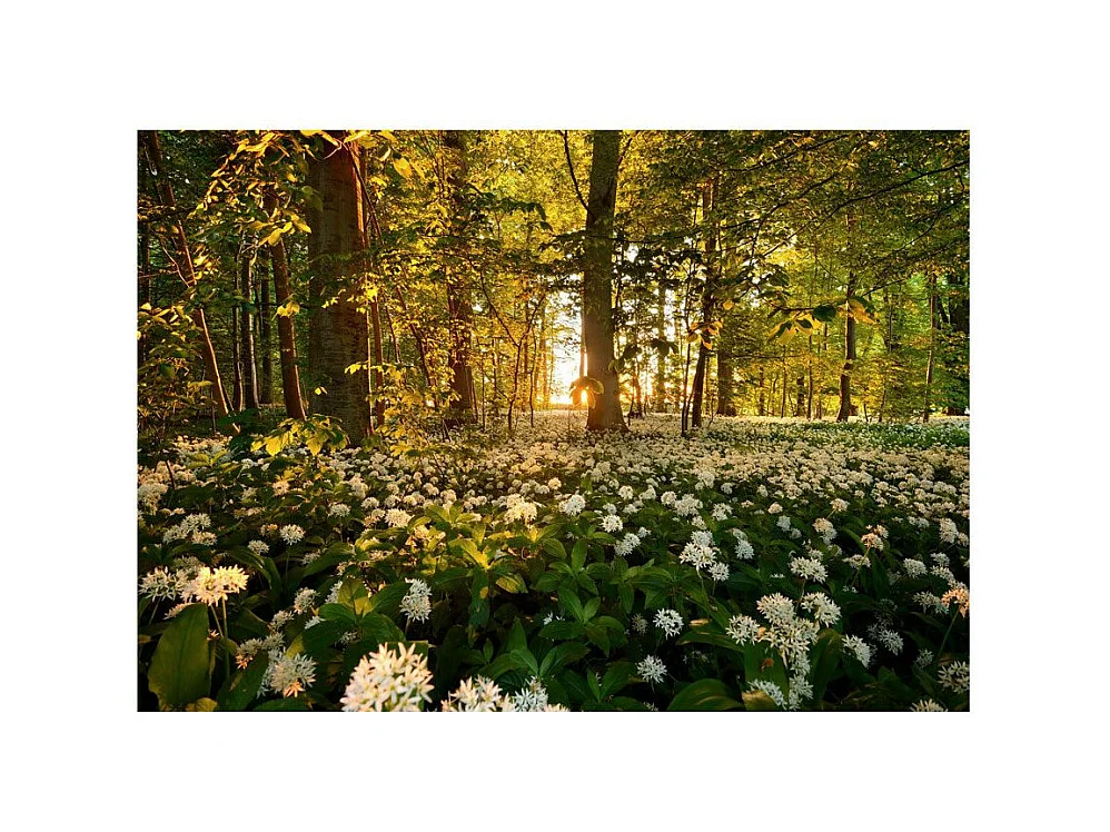 Papier Peint "Forest Flora" 70 x 100 cm