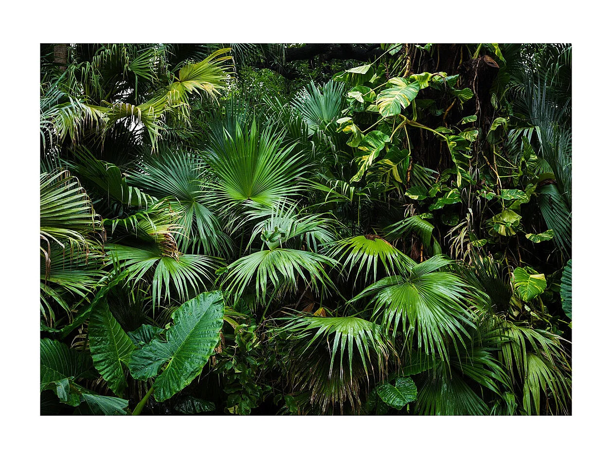 Papier Peint "Sunny Jungle" 140 x 200 cm