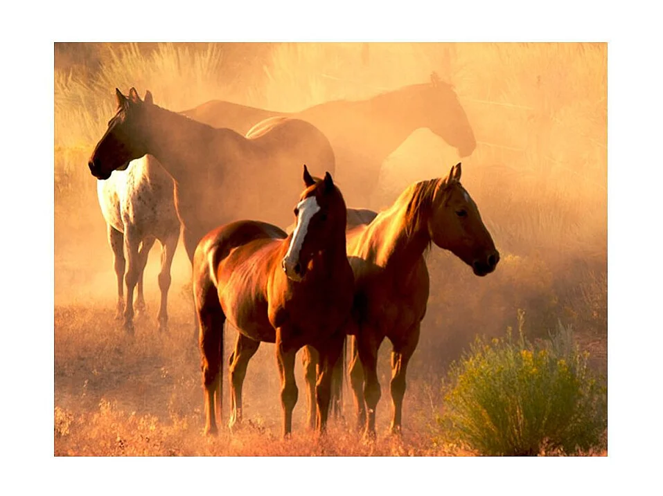 Papier Peint "Chevaux Sauvages en Pleine Steppe" 193 x 250 cm