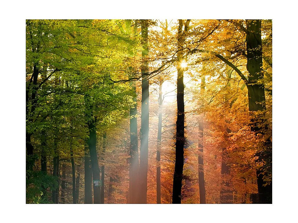 Papier Peint "Bel Automne" 231 x 300 cm