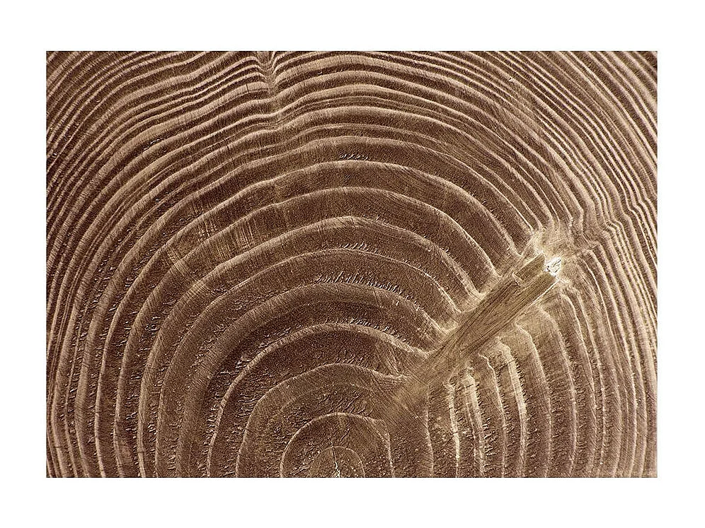 Papier Peint "Arbre Sévère" 245 x 350 cm