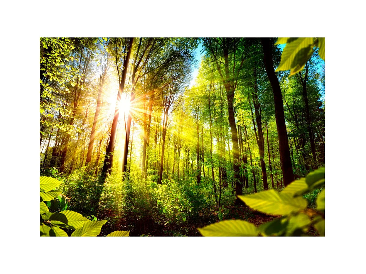 Papier Peint "Forest Hideout" 70 x 100 cm