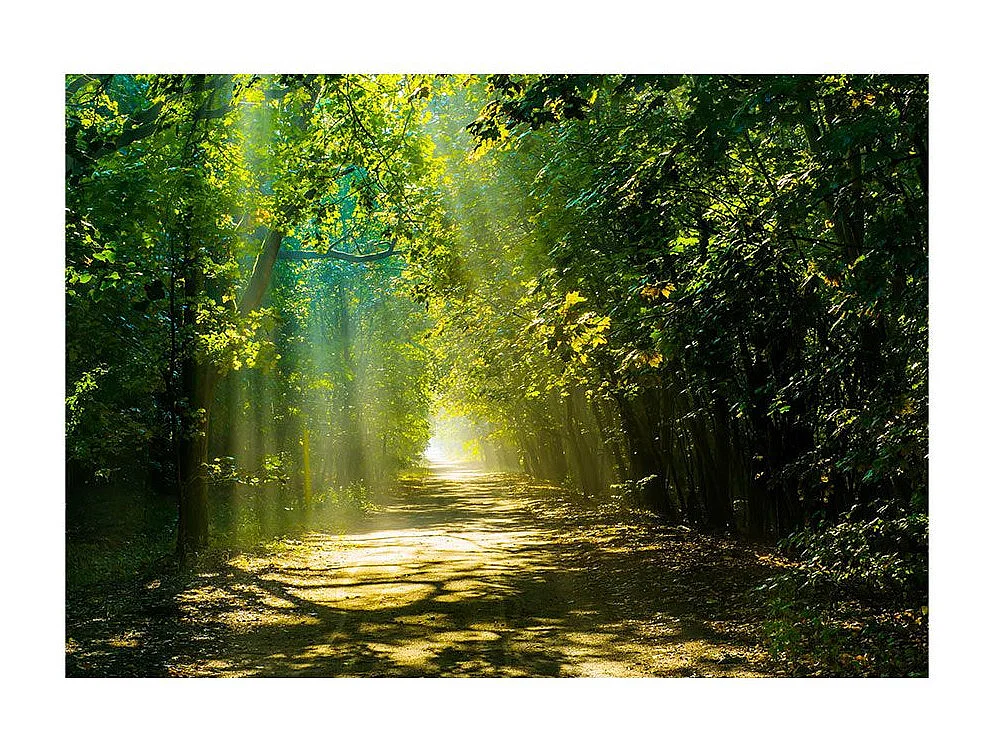 Papier Peint "Road in Sunlight" 210 x 300 cm