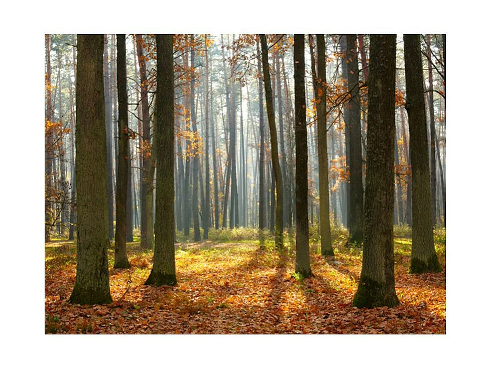 Papier Peint "Autumn Trees" 270 x 350 cm