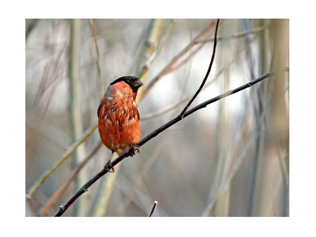 Papier Peint "Bullfinch in the Forest" 231 x 300 cm