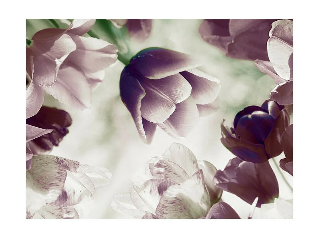 Papier Peint "Heavenly Tulips" 231 x 300 cm