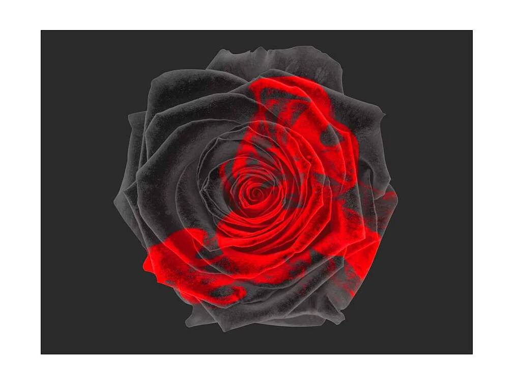 Papier Peint "Transformation" 270 x 350 cm