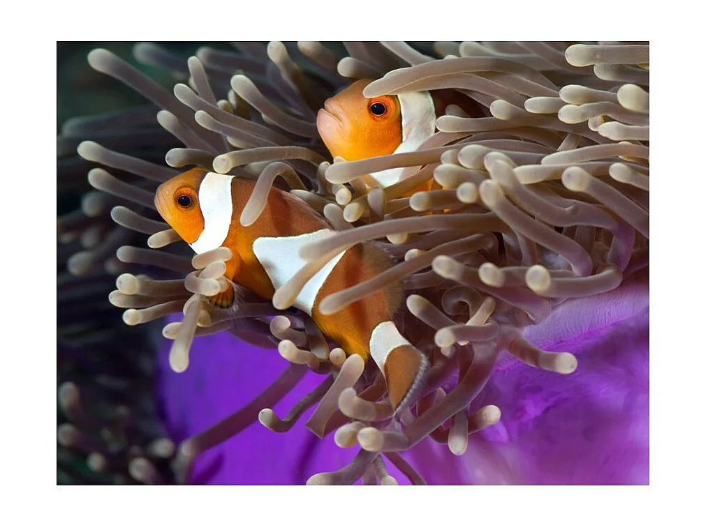 Papier Peint "Poissons Clowns" 193 x 250 cm