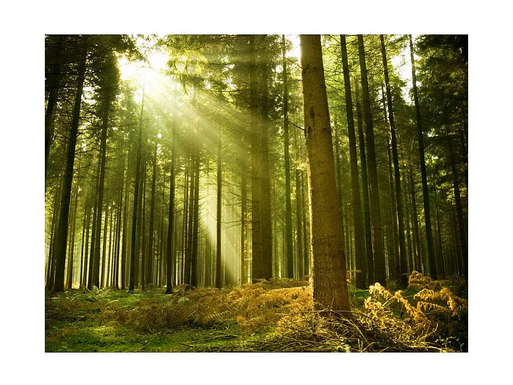 Papier Peint "Forêt de Pins" 154 x 200 cm