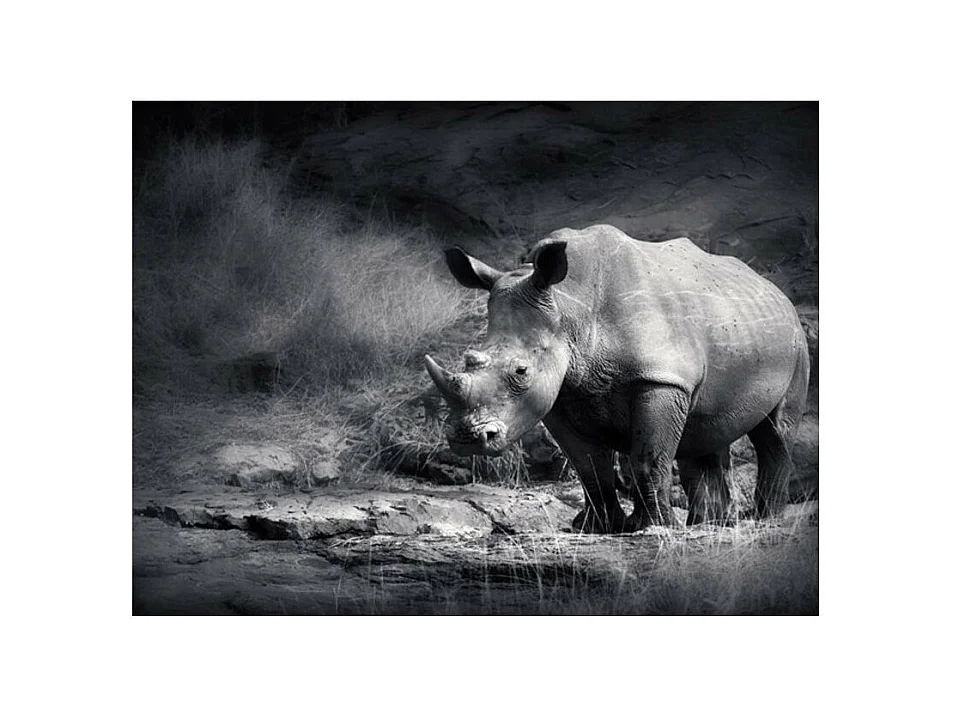 Papier Peint "Rhinocéros Perdu dans la Rêverie" 154 x 200 cm