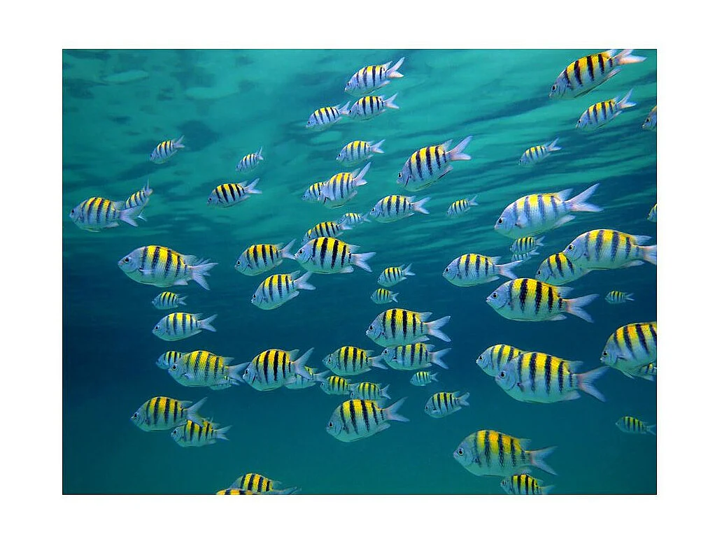 Papier Peint "Paysage Sous Marin Caraïbe" 231 x 300 cm