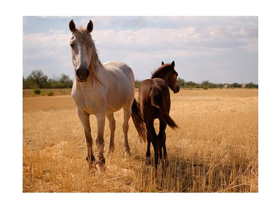 Papier Peint "Cheval & Poulain" 270 x 350 cm