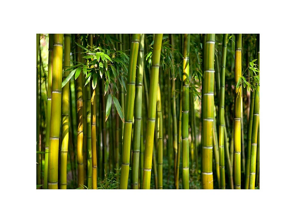 Papier Peint "Oriental Garden" 105 x 150 cm