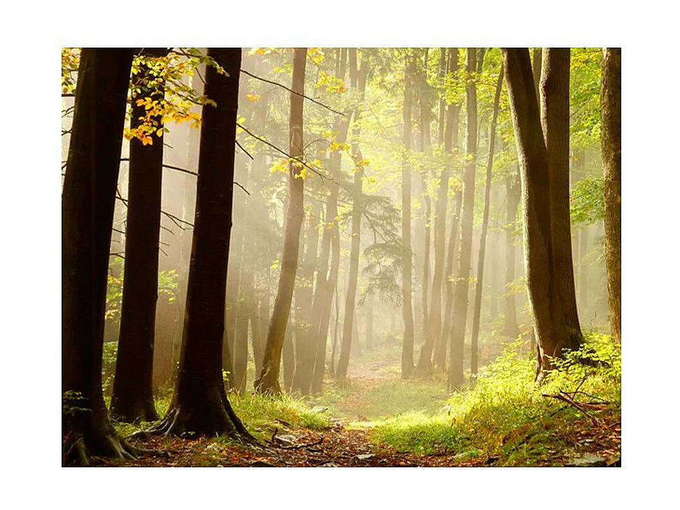 Papier Peint "Mysterious Forest Path" 154 x 200 cm