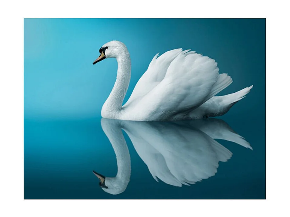Papier Peint "Cygne Réflexion" 154 x 200 cm