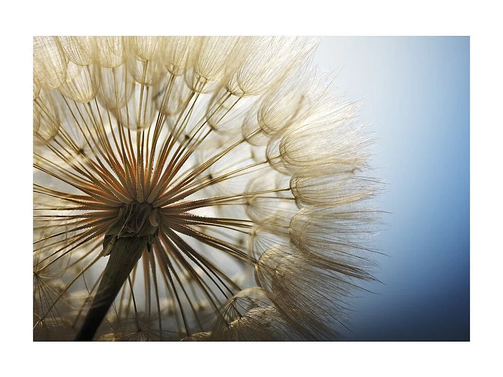 Papier Peint "Summer Delight" 210 x 300 cm