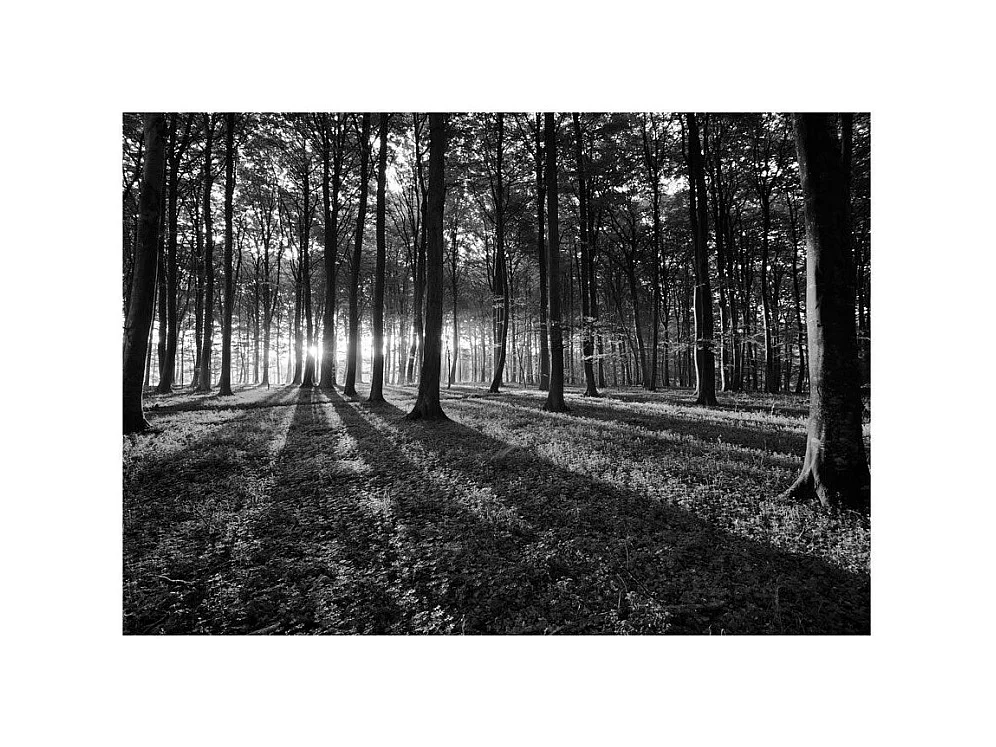 Papier Peint "The Light in the Forest" 70 x 100 cm