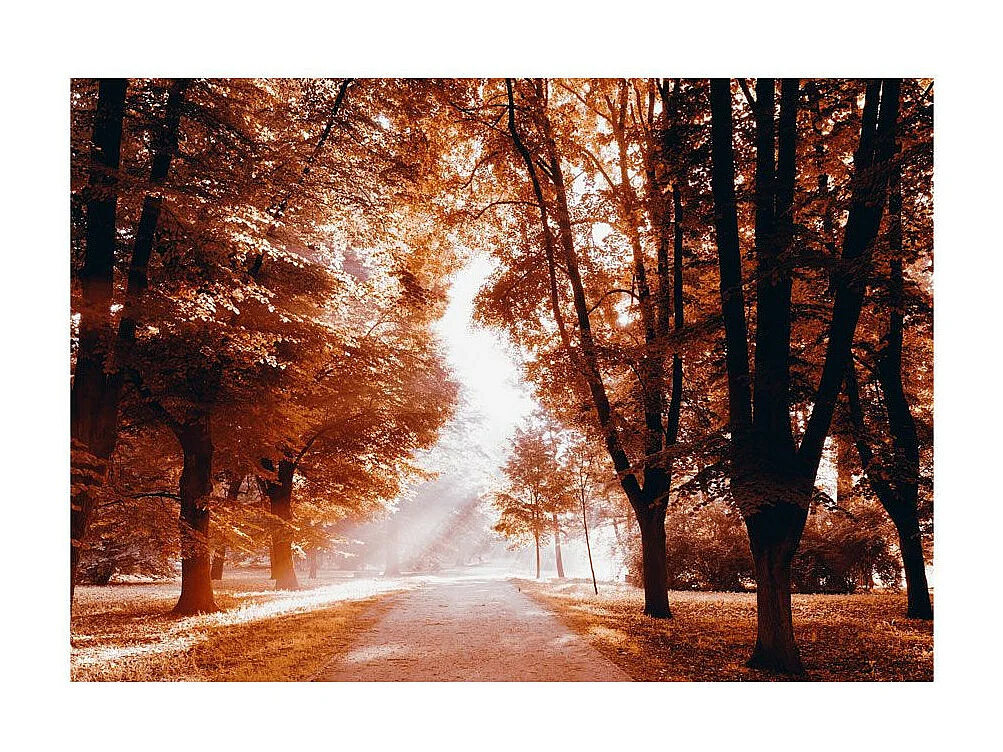 Papier Peint "Autumn Park" 140 x 200 cm