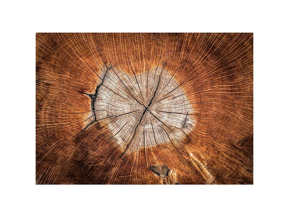 Papier Peint "The Soul of a Tree" 210 x 300 cm