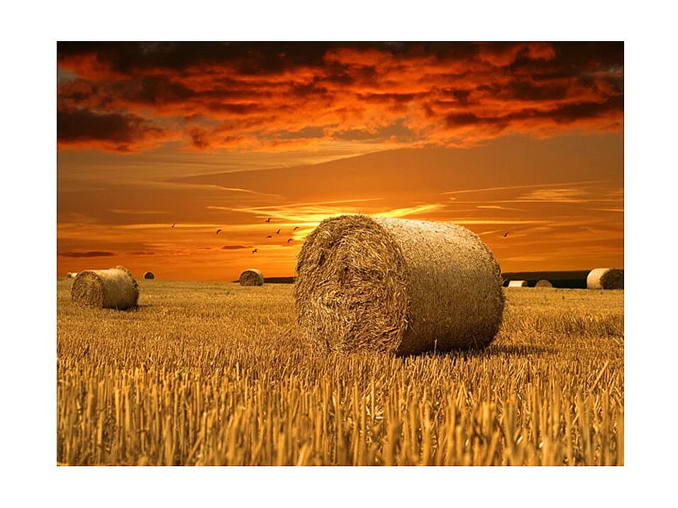 Papier Peint "Champs Dorés" 193 x 250 cm