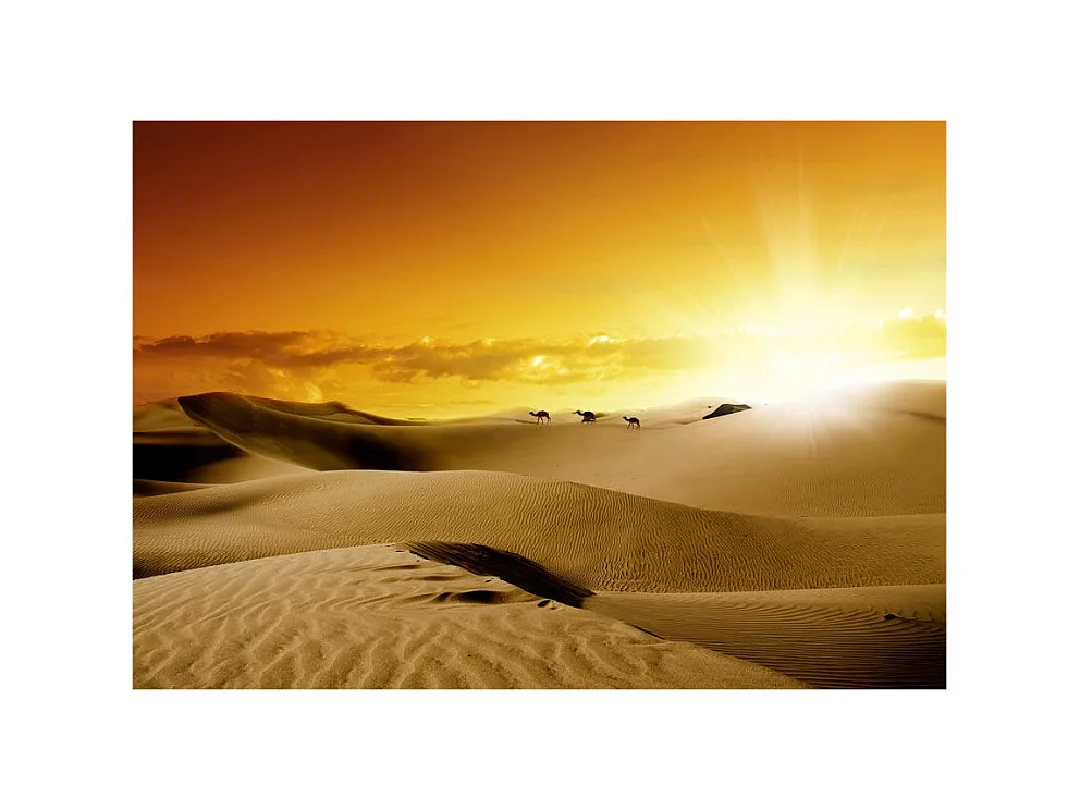 Papier Peint "March of Camels" 175 x 250 cm