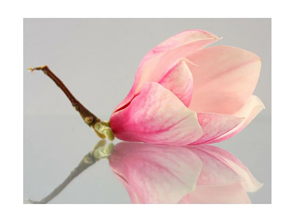 Papier Peint "Fleur de Magnolia Solitaire" 154 x 200 cm