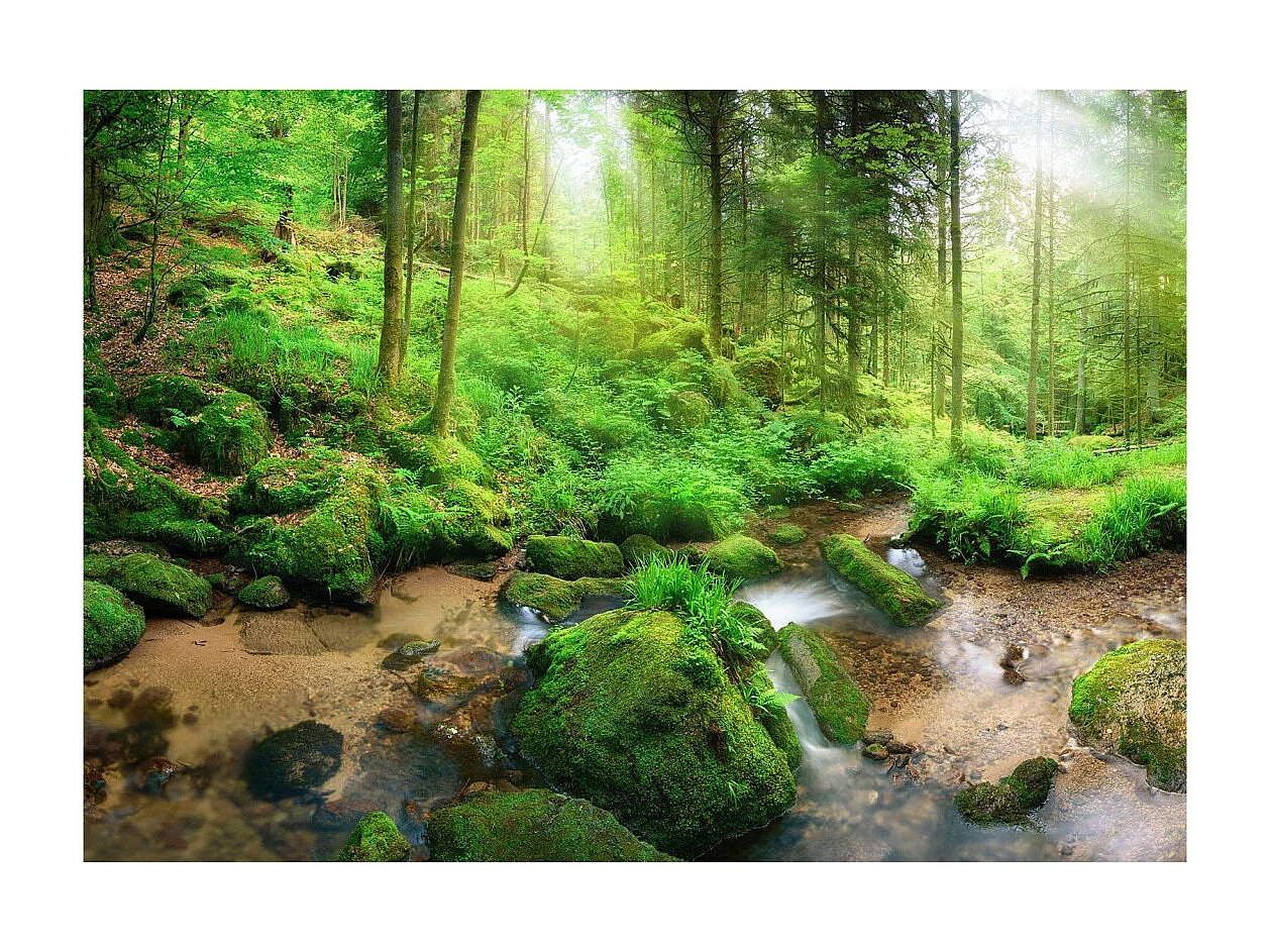 Papier Peint "Humid Forest" 175 x 250 cm